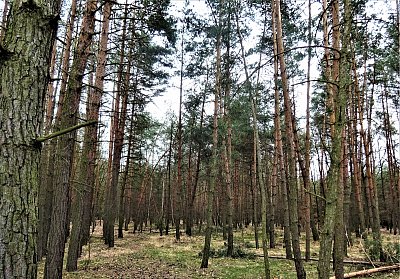 … kde borový zaváněl háj