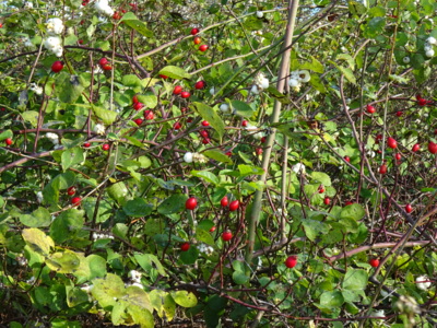 Jako pro Šípkovou Růženku