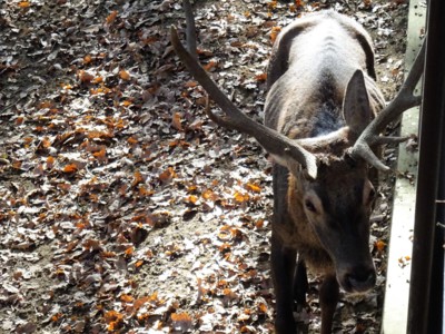 To jsem z toho jelen *