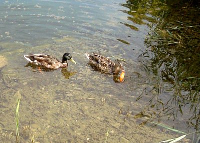 Poslední rybička v jezírku doplavala *