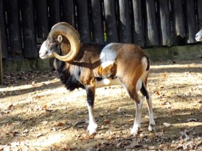 Nejen zrozencům v jeho znamení *