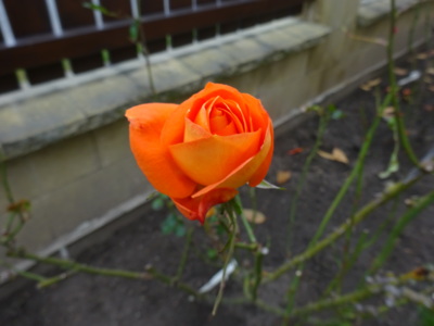 Listopadová kráska