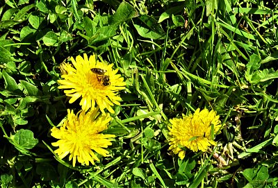 Žlutá je taky dobrá