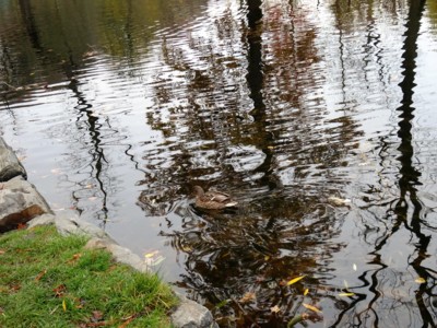 Listopadové zrcadlení