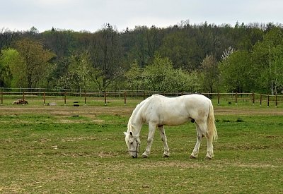 Vlaku vstříc nepádí *