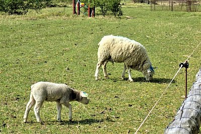 Beran přihlíží zpovzdálí