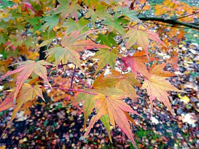 Podzim ještě jinak