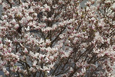 Je libo fototapetu ?