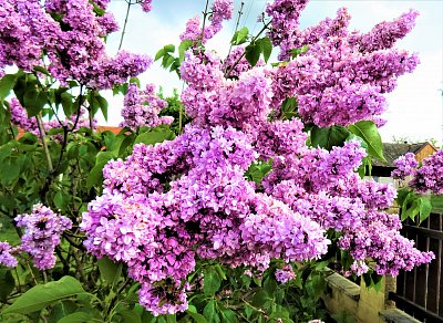 Když kvetly šeříky