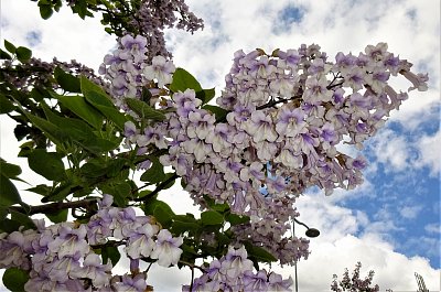 Zvonky ve větvích *