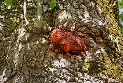 I strom má srdce...