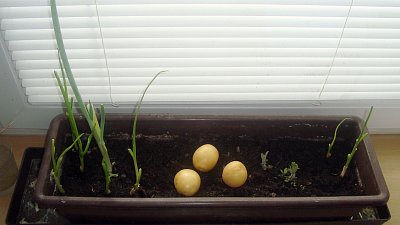 Moje kuchyňská minizahrádka *