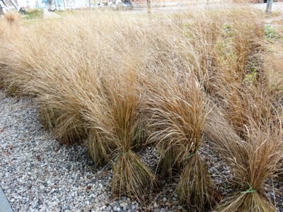 Když suchá tráva není seno