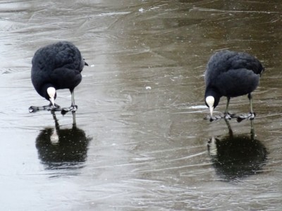 Umíme chodit po vodě