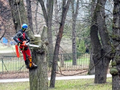 Předjarní úprava Stromovky