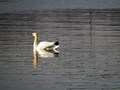 Ladnost v zrcadle hladiny