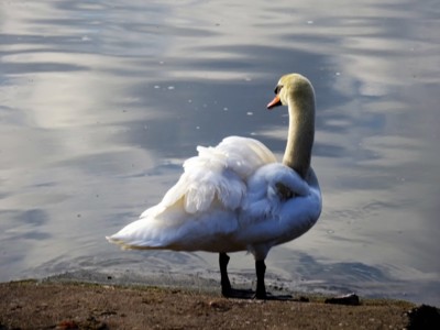 To jsem si krásně načechrala peří, že?