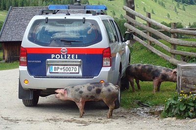 Prasátko nemá hlad, chce se jen podrbat