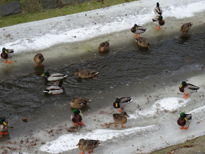 Kachny, kachny, kachny