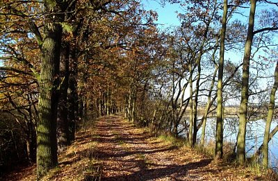 Pobřežní alej podle Tálinského rybníka