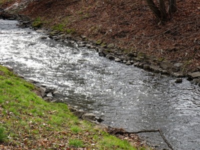 Stříbřitá Rokytka