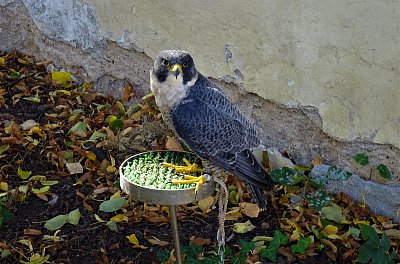 Moct se tak vznést k nebesům …