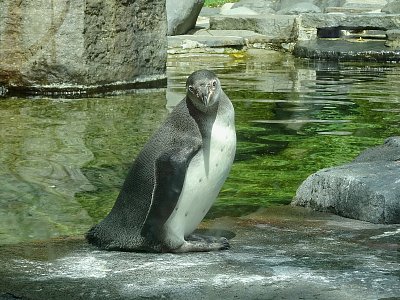 Dnes je Mezinárodní den tučňáků