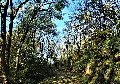 Mám ráda cestu lesní