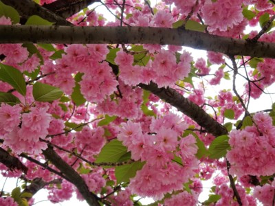 Pod růžovou klenbou