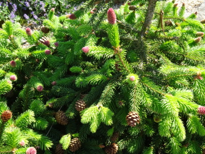 Jak se tvoří šišky