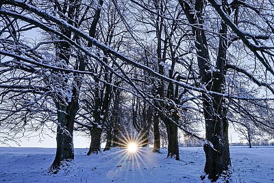 Opuštěná alej na Vysoké