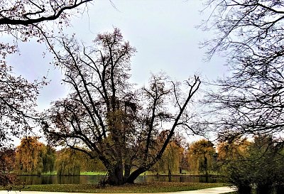 Listopadový majestát