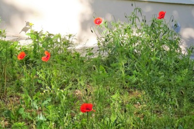 Máme taky vlčí máky *