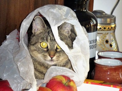 Zátiší s kočičkou *