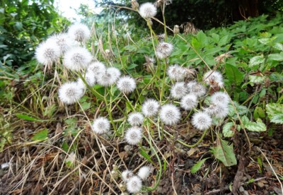 Chundelaté hlavičky