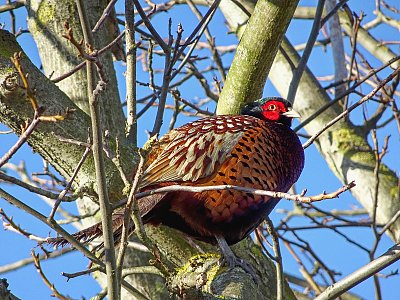 Ozdoba naší krajiny - bažant obecný *