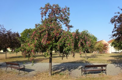 Předměstská idyla *