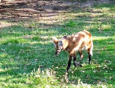 Karkulka se blíží