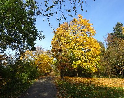 Cesta podzimním parkem
