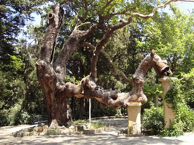 Dosluhující stařec