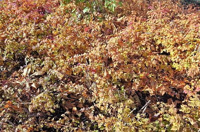 Kolik odstínů zlaté?