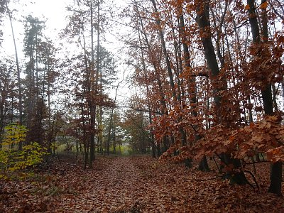 Cesta podzimním lesem