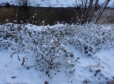 Pod sněhovou peřinkou