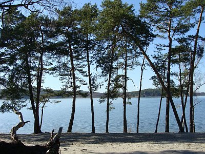 Borovice na břehu jezera*