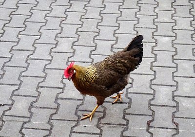 Nečekané setkání *