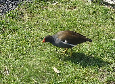 Najdu něco dobrého?