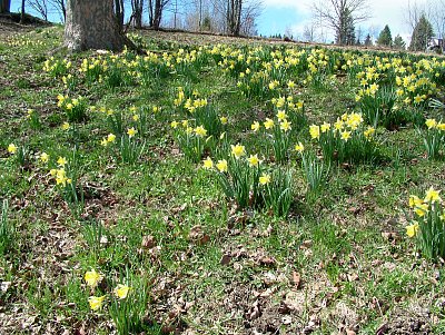 narcisy v Krkonoších