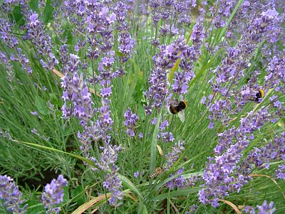 levandule