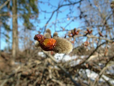 osika se probouzela už v únoru