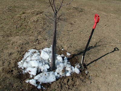 poslední sníh stromečkům